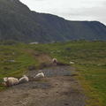 IMG24627 ovce  Nonshaugen  Vestvagoya 